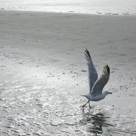 In Nieuwpoort By The Seafront, Cleaning Included 아파트 코크시데